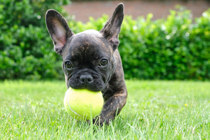 Cheap French Bulldog Puppies For Sale