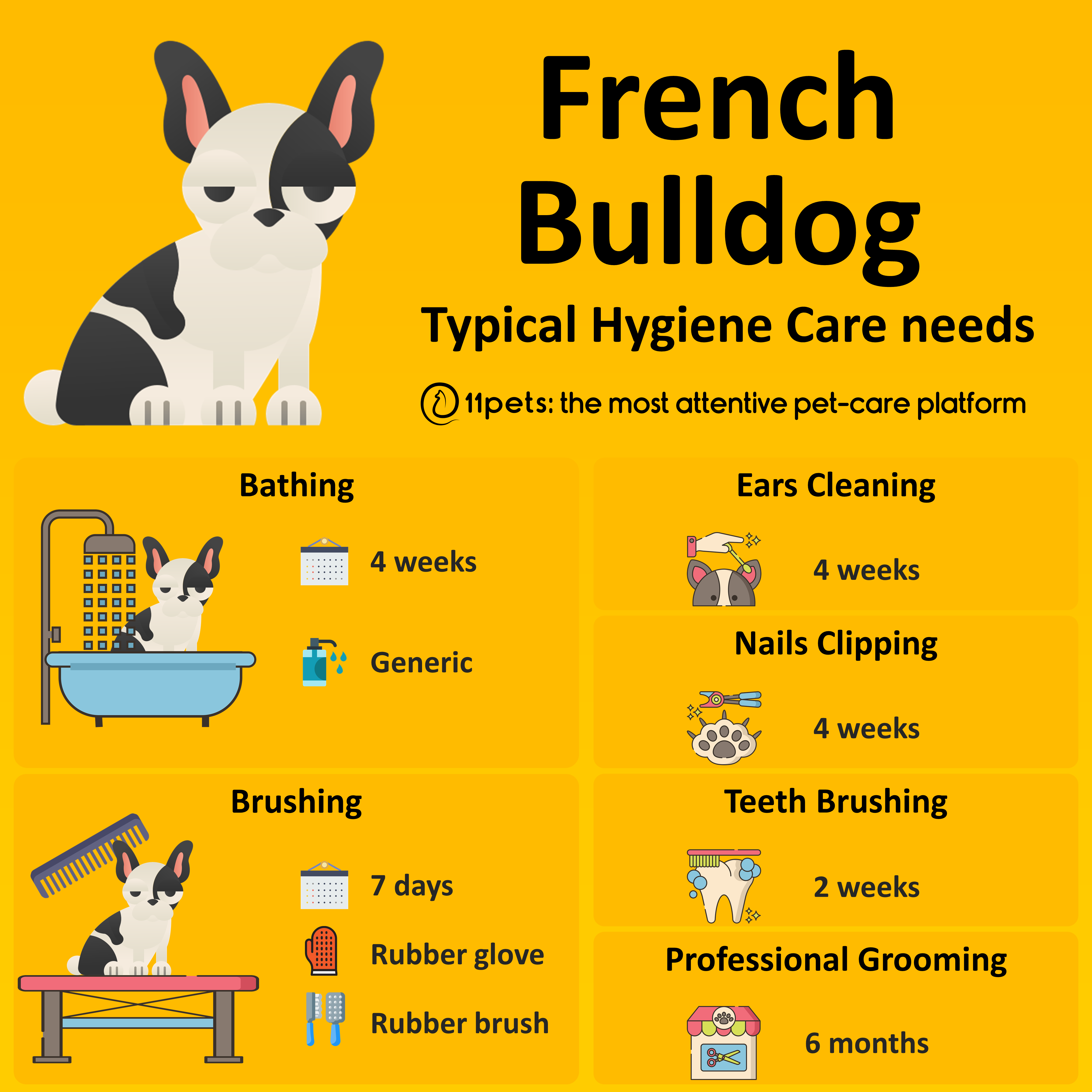 French Bulldog Puppy Rescue